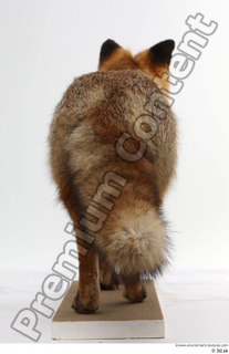 Red fox whole body 0007.jpg